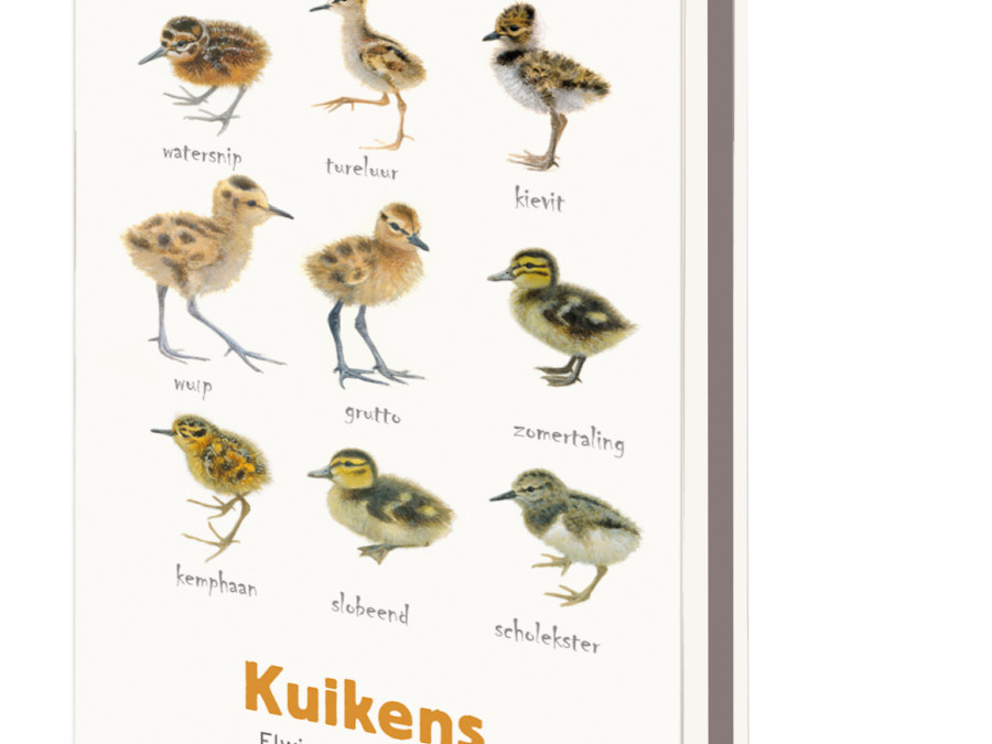 Kaartenmapje Met Env Klein Kuikens Elwin Van Der Kolk