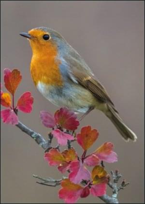 Roodborst, AGAMI, Vogelbescherming Nederland