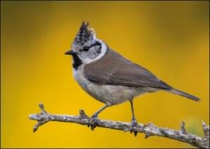 Kuifmees, AGAMI, Vogelbescherming Nederland