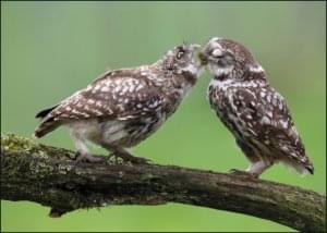 Steenuil, AGAMI, Vogelbescherming Nederland