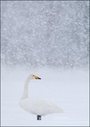 Wilde zwaan, AGAMI, Vogelbescherming Nederland