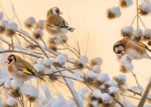 Putters in de sneeuw, Elwin van der Kolk, Natuurpunt