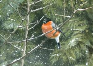 Goudvink in de sneeuw, Elwin van der Kolk, Natuurpunt