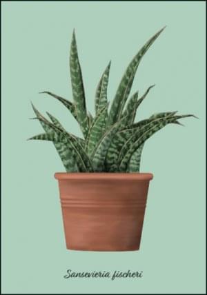 Sansevieria fischeri, Kelly van Koppenhagen, Hortus Botanicus Amsterdam