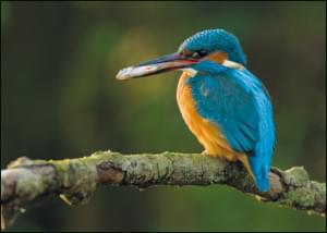 IJsvogel met visje, Nathan Vink, Geldersch Landschap & Kasteelen