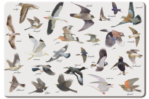 Placemat: Vogels, Elwin van der Kolk, Vogelbescherming, Natuurpunt