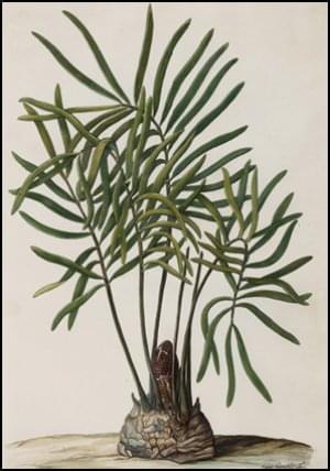 Zamia pumila, Jan Moninckx